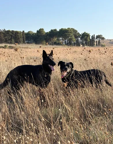 Amici a Quattro Zampe